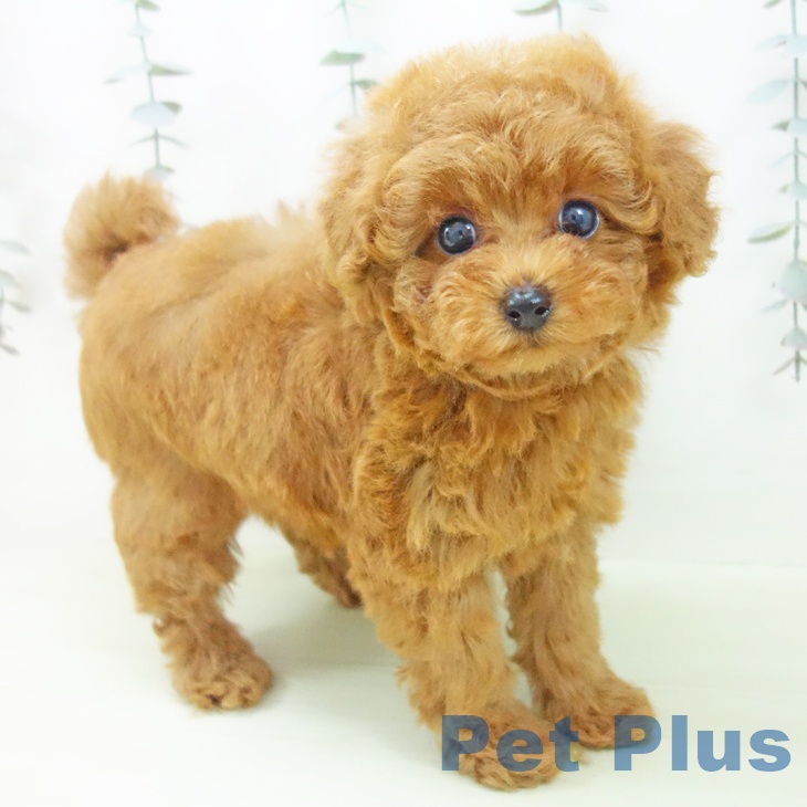 トイ・プードル