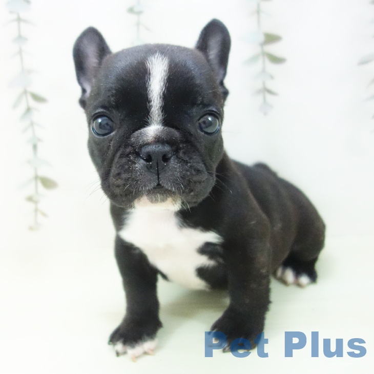 フレンチ・ブルドッグ