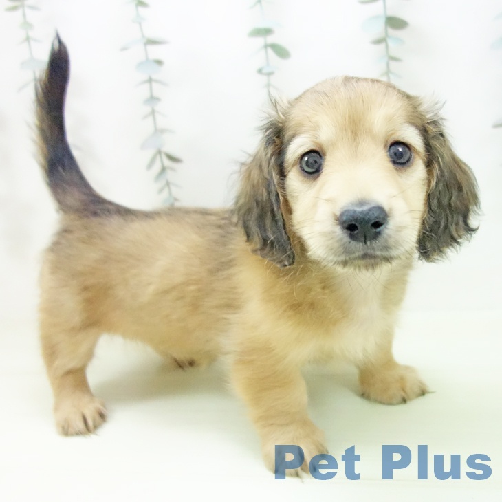 ミニチュア・ダックスフンド