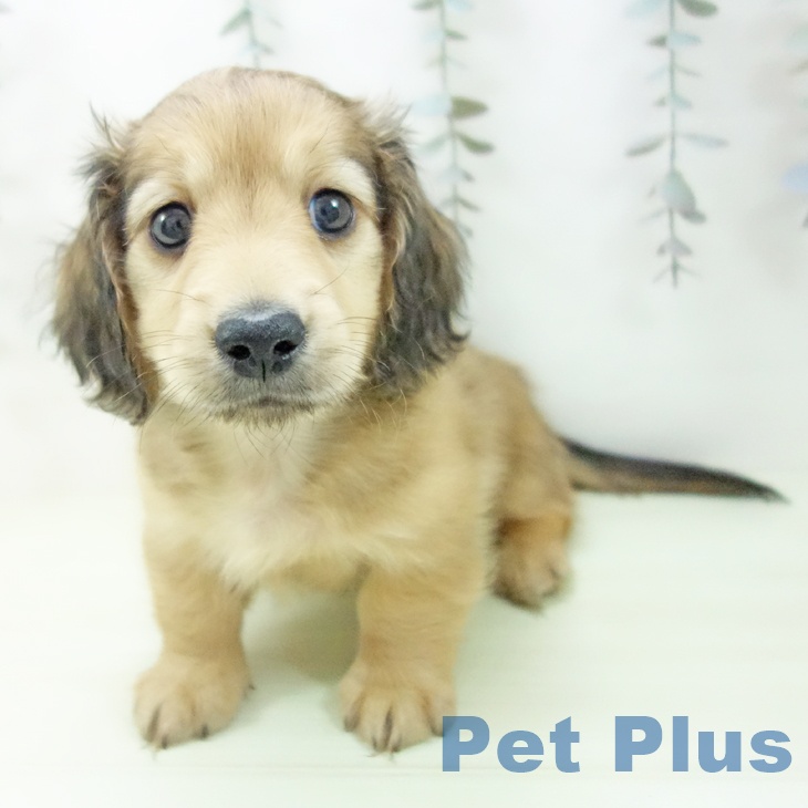 ミニチュア・ダックスフンドの写真2