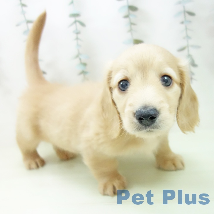 ミニチュア・ダックスフンド