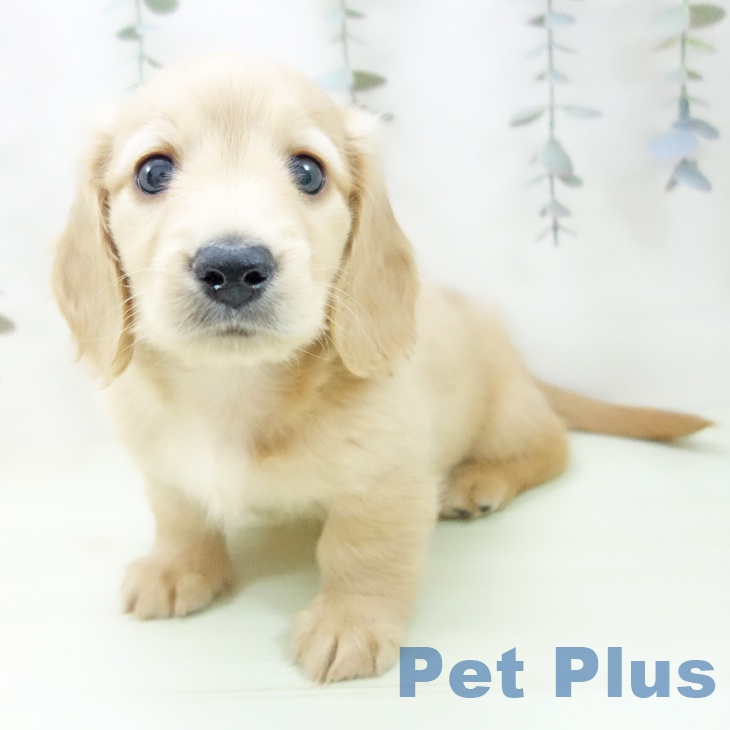 ミニチュア・ダックスフンドの写真2