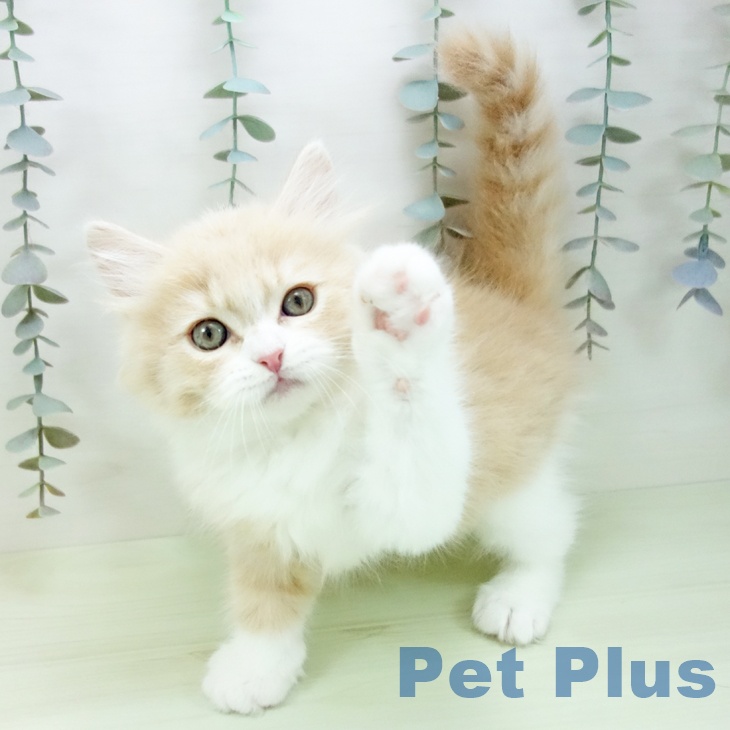 ブリティッシュロングヘア