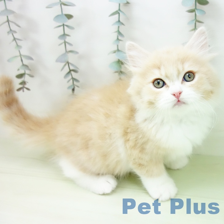 ブリティッシュロングヘアの写真2