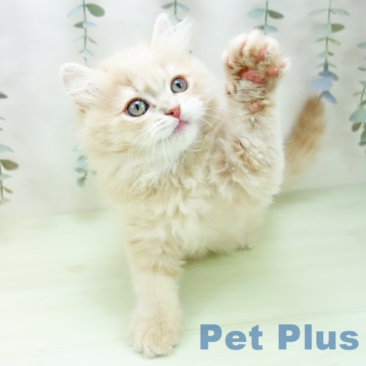 ブリティッシュロングヘアの写真2