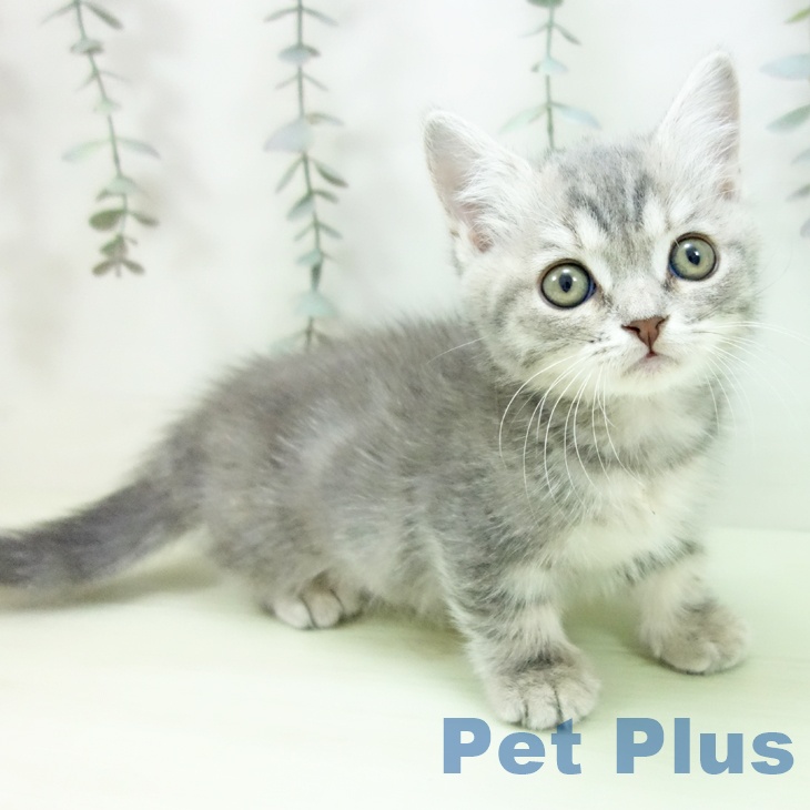 マンチカンの写真2