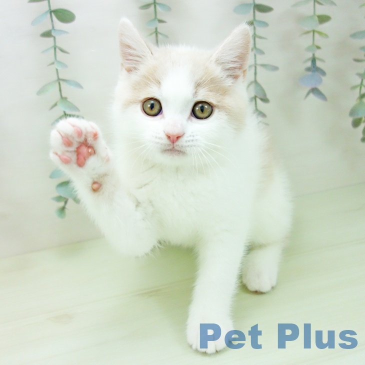 ブリティッシュショートヘアの写真2