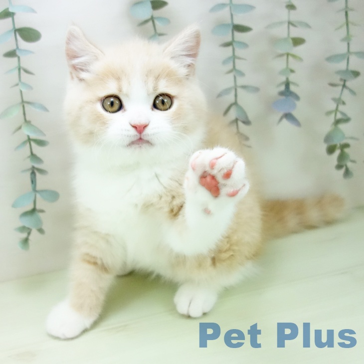 ブリティッシュショートヘア