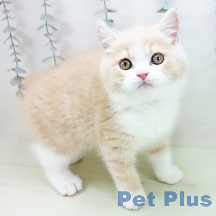 ブリティッシュショートヘア