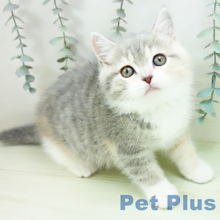 ブリティッシュショートヘア