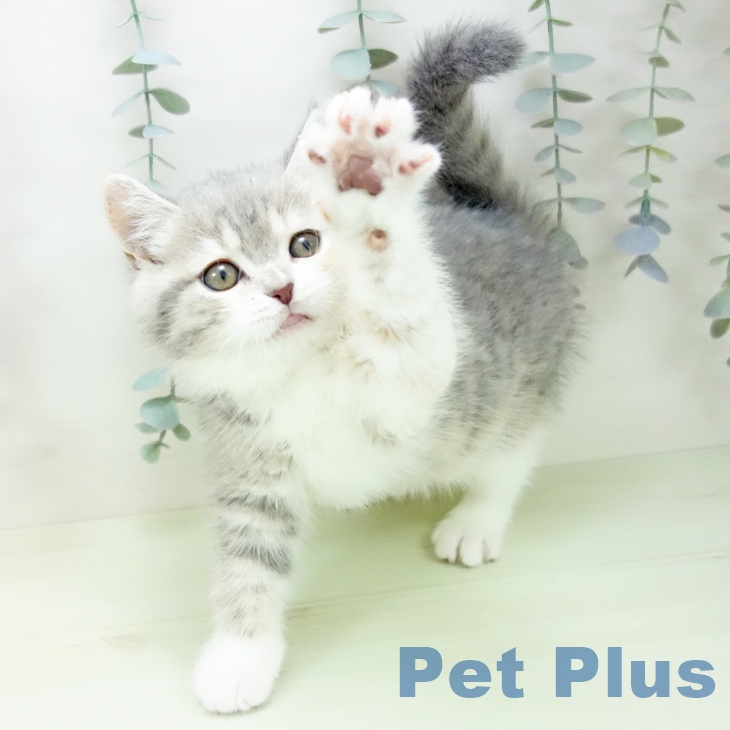 ブリティッシュショートヘアの写真2