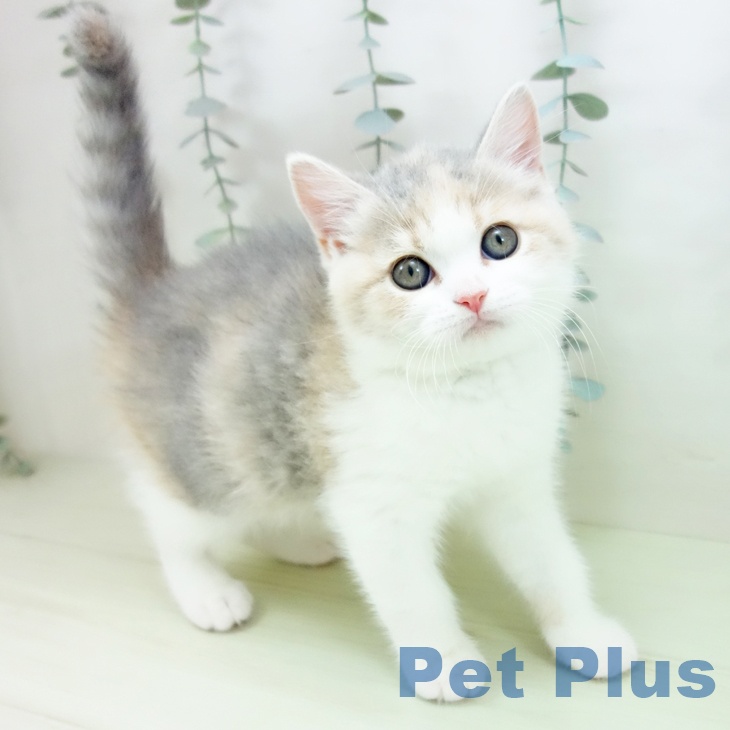 ブリティッシュショートヘア