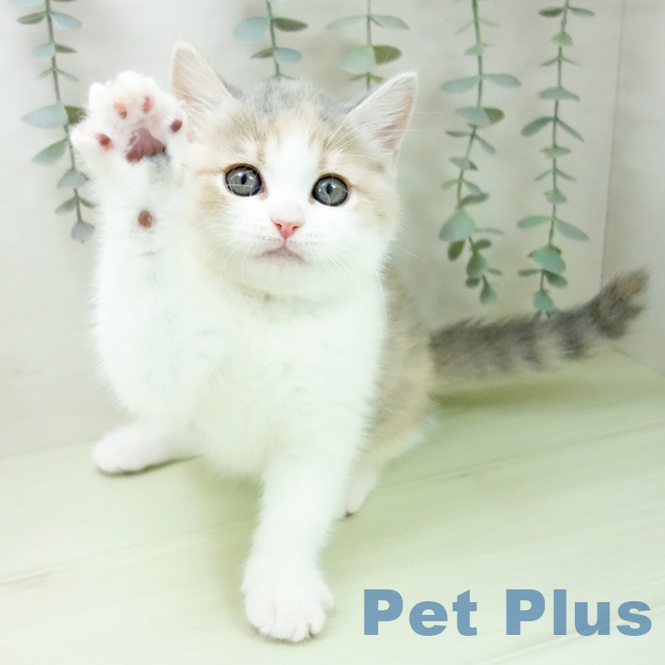 ブリティッシュショートヘアの写真2