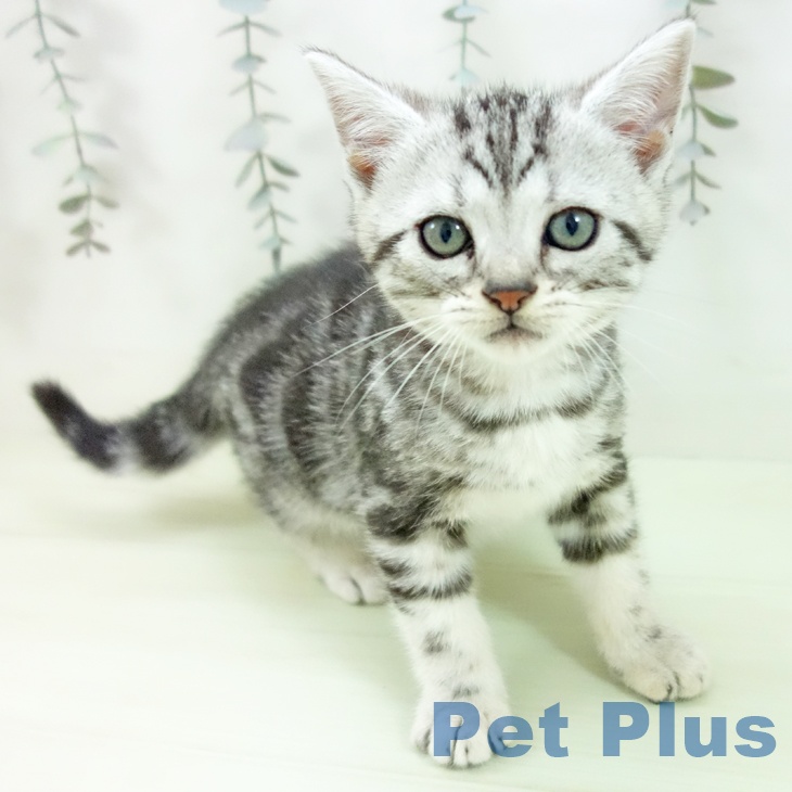 アメリカンショートヘア