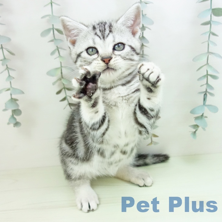 アメリカンショートヘアの写真2