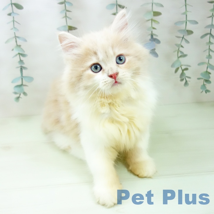 サイベリアンの写真2