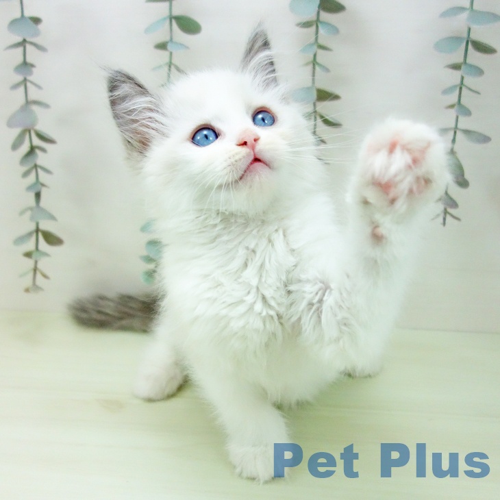 ラグドールの写真2