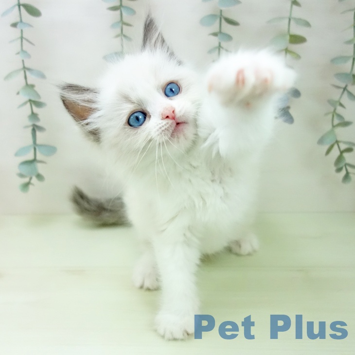 ラグドールの写真2