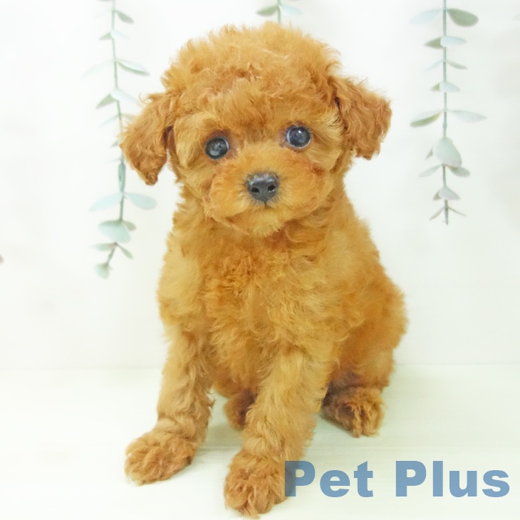 トイ・プードルの写真2