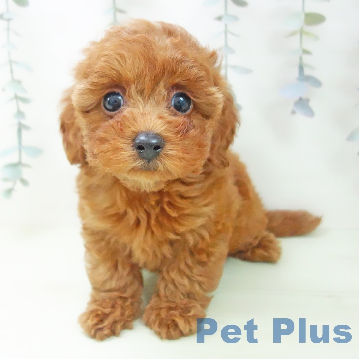 トイ・プードルの写真2