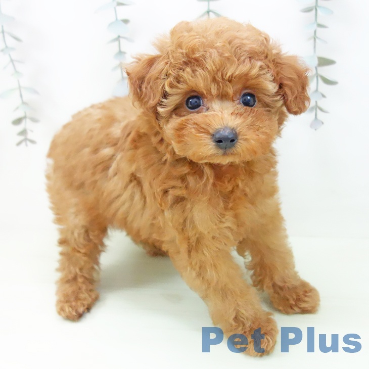 トイ・プードルの写真2