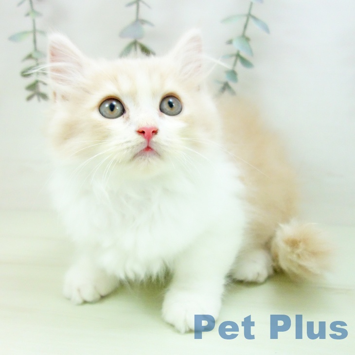 スコティッシュフォールドの写真2