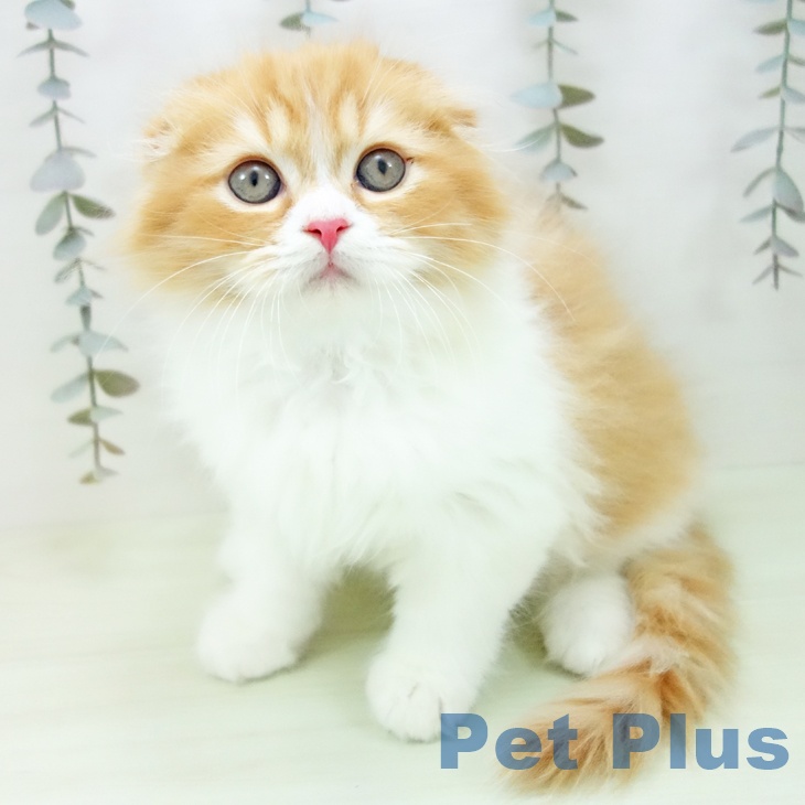 スコティッシュフォールド