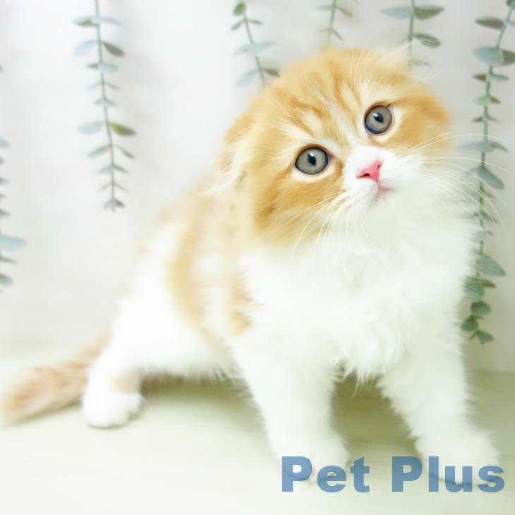 スコティッシュフォールドの写真2