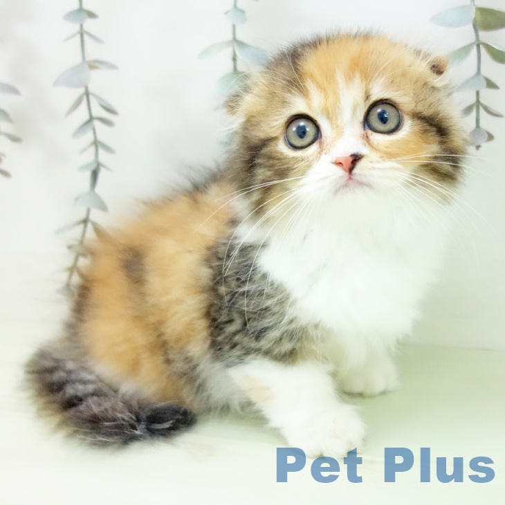 スコティッシュフォールド