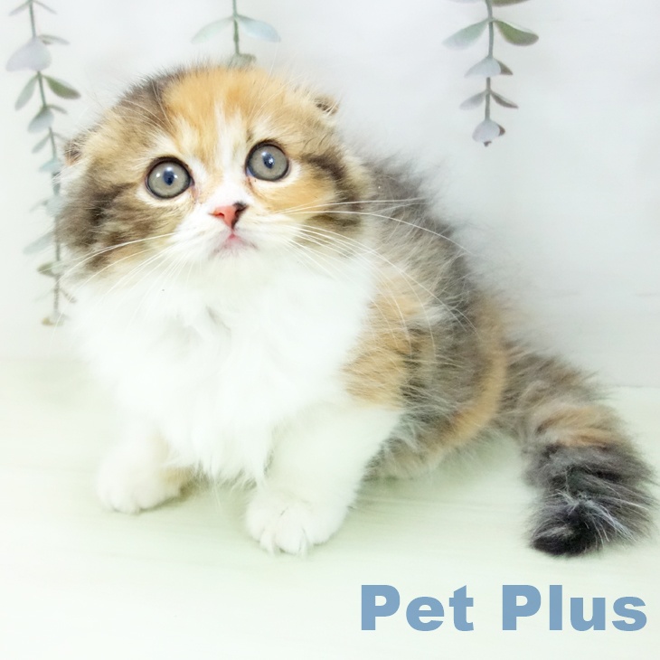 スコティッシュフォールドの写真2