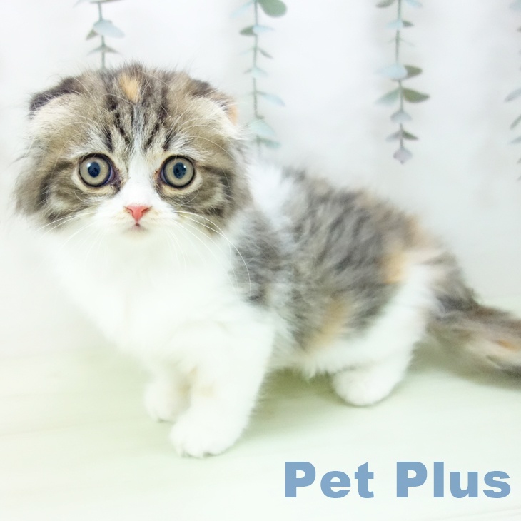 スコティッシュフォールドの写真2