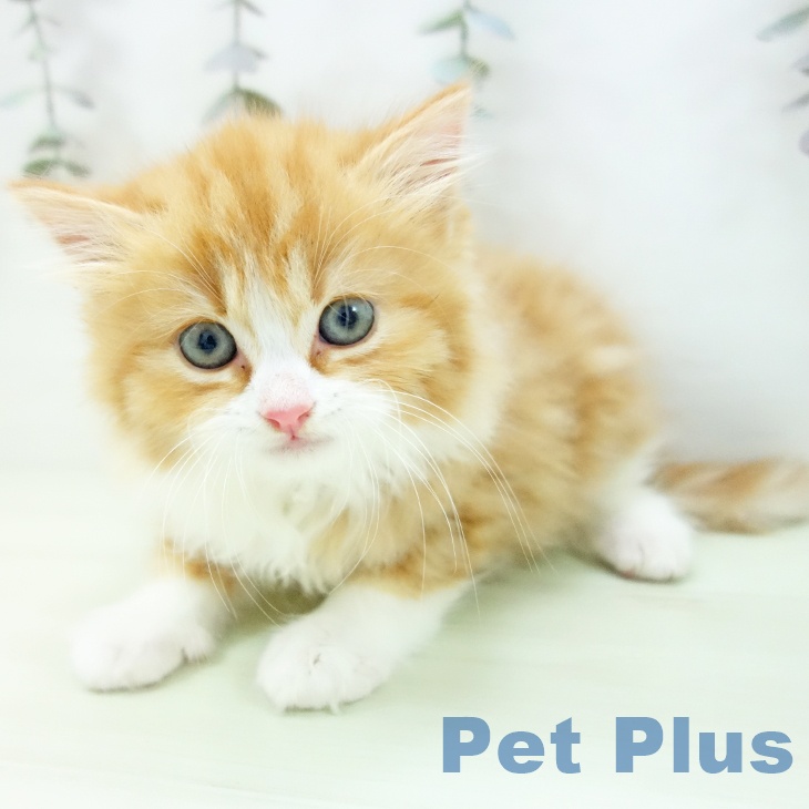 スコティッシュフォールド