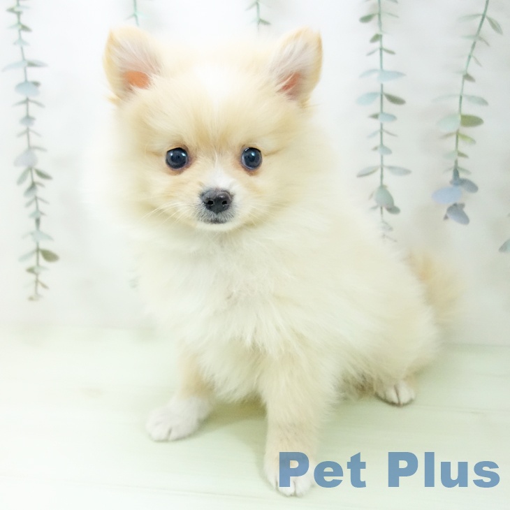 ポメラニアンの写真2