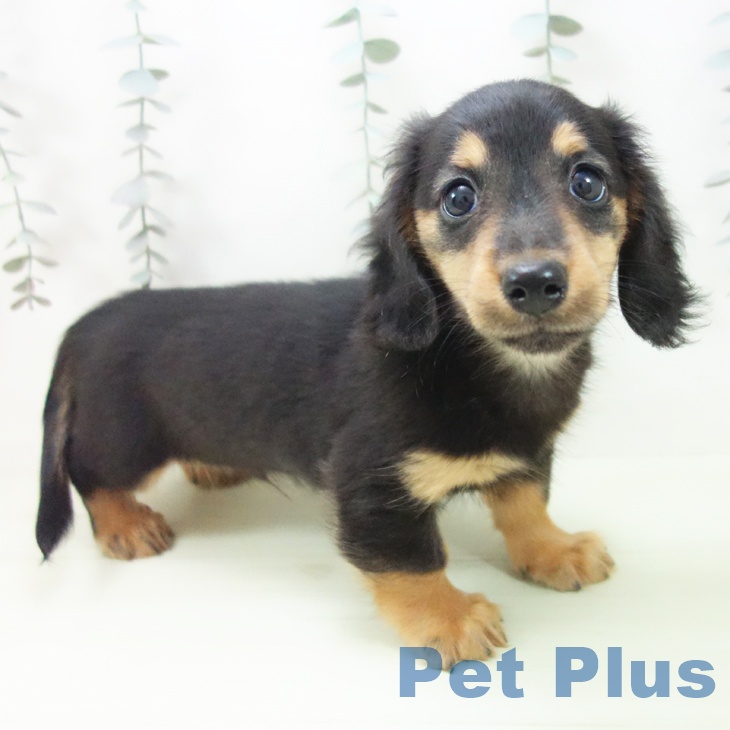 ミニチュア・ダックスフンド