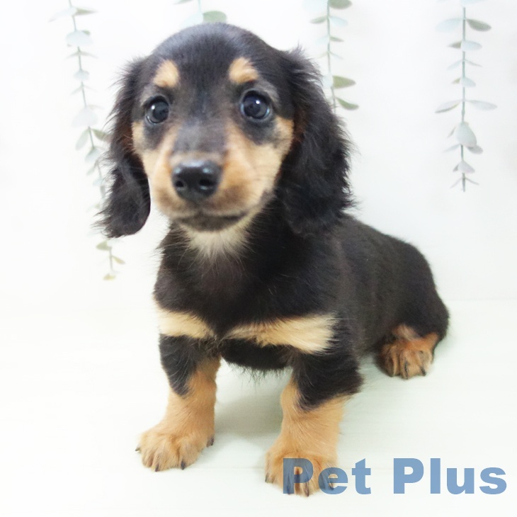 ミニチュア・ダックスフンドの写真2