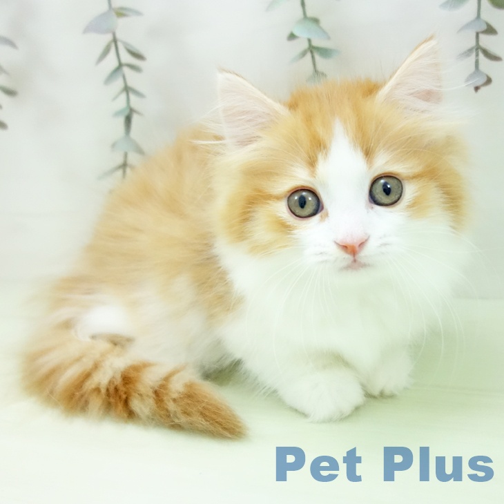 マンチカンの写真2