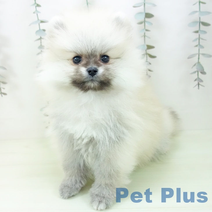 ポメラニアンの写真2