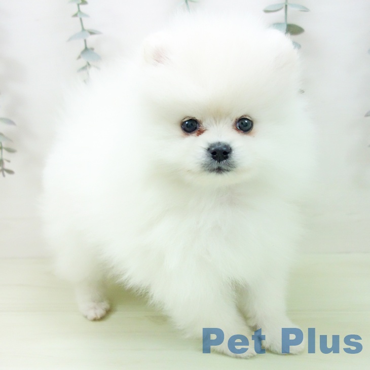 ポメラニアンの写真2