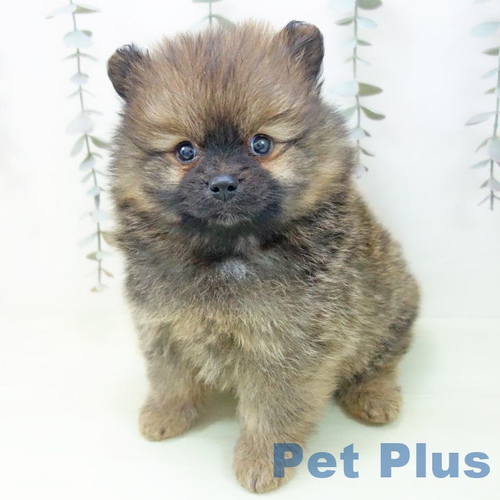 ポメラニアンの写真2