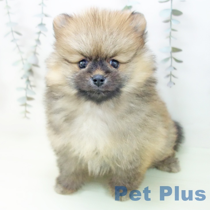 ポメラニアンの写真2