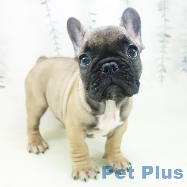 フレンチ・ブルドッグ