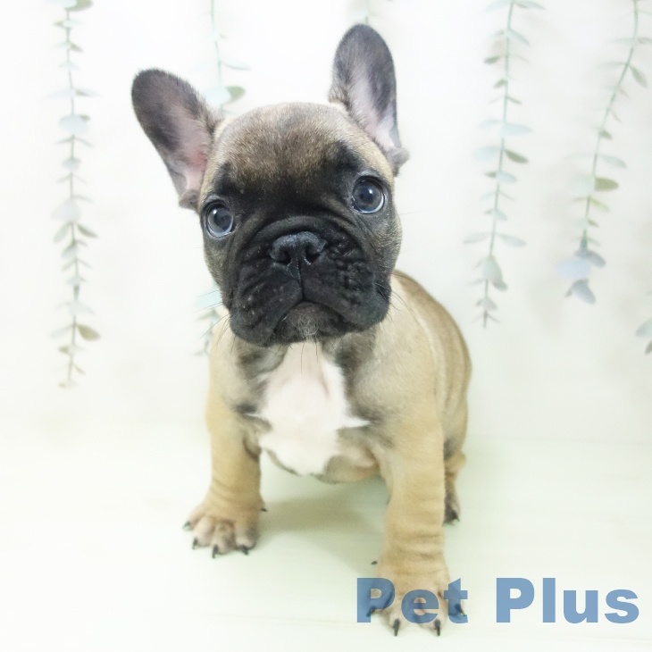 フレンチ・ブルドッグ