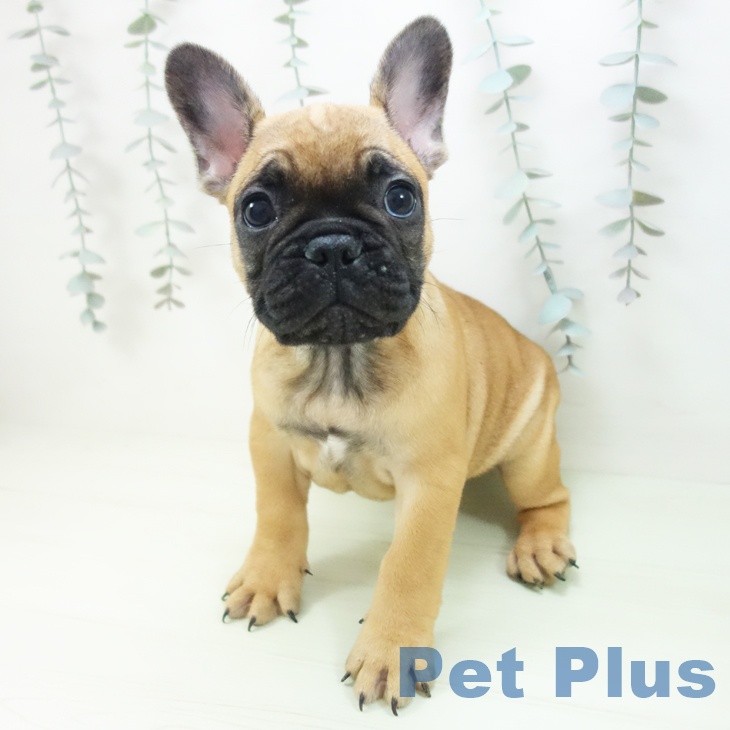 フレンチ・ブルドッグ