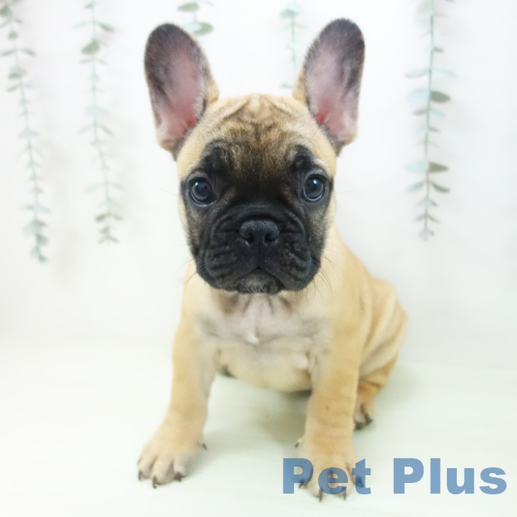 フレンチ・ブルドッグの写真2