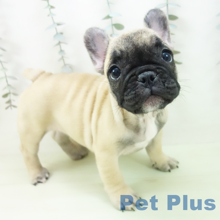 フレンチ・ブルドッグ