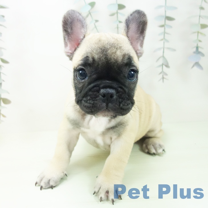 フレンチ・ブルドッグ