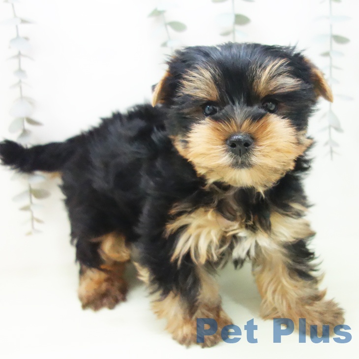 ヨークシャー・テリア