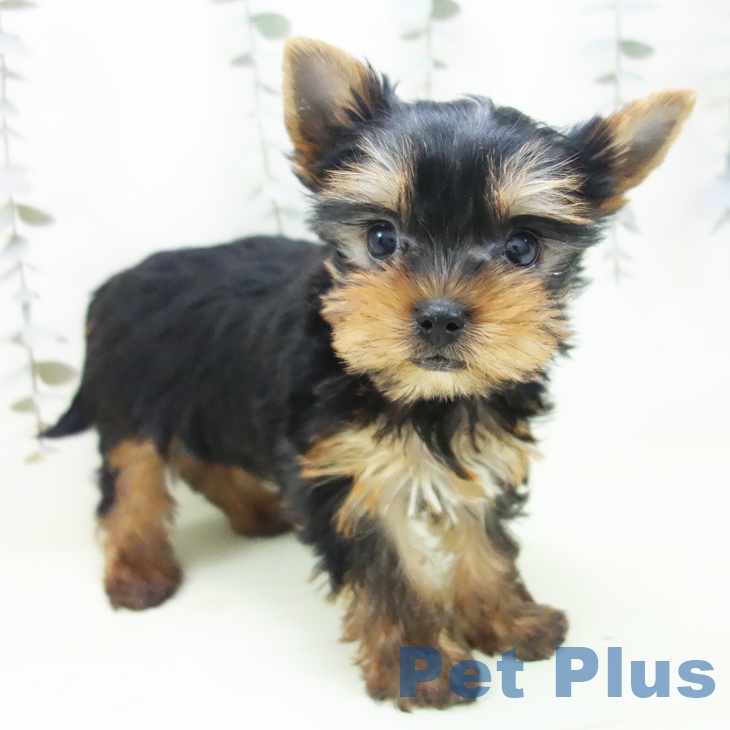 ヨークシャー・テリア