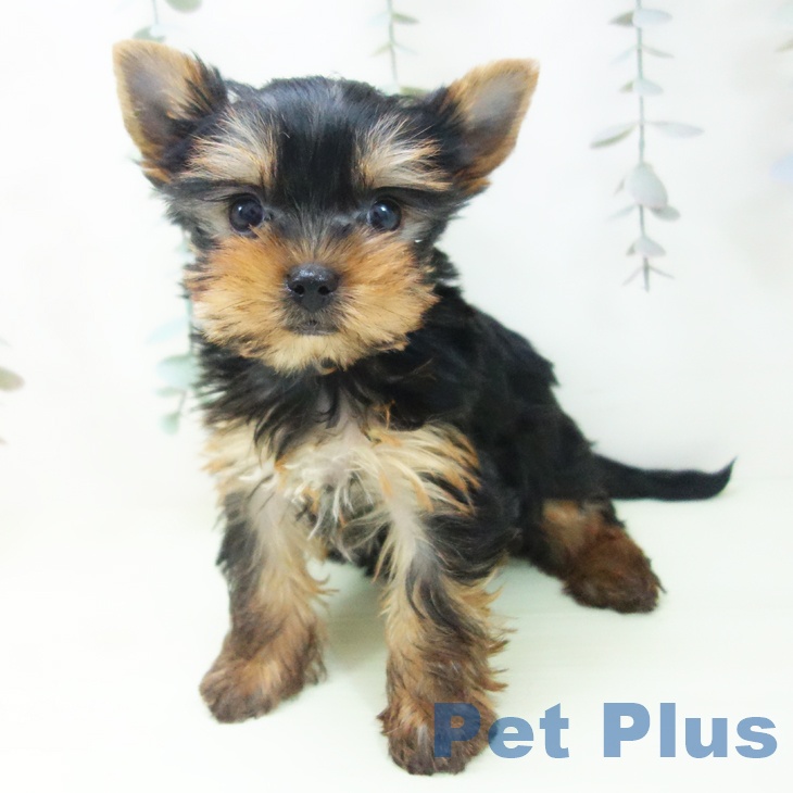 ヨークシャー・テリアの写真2