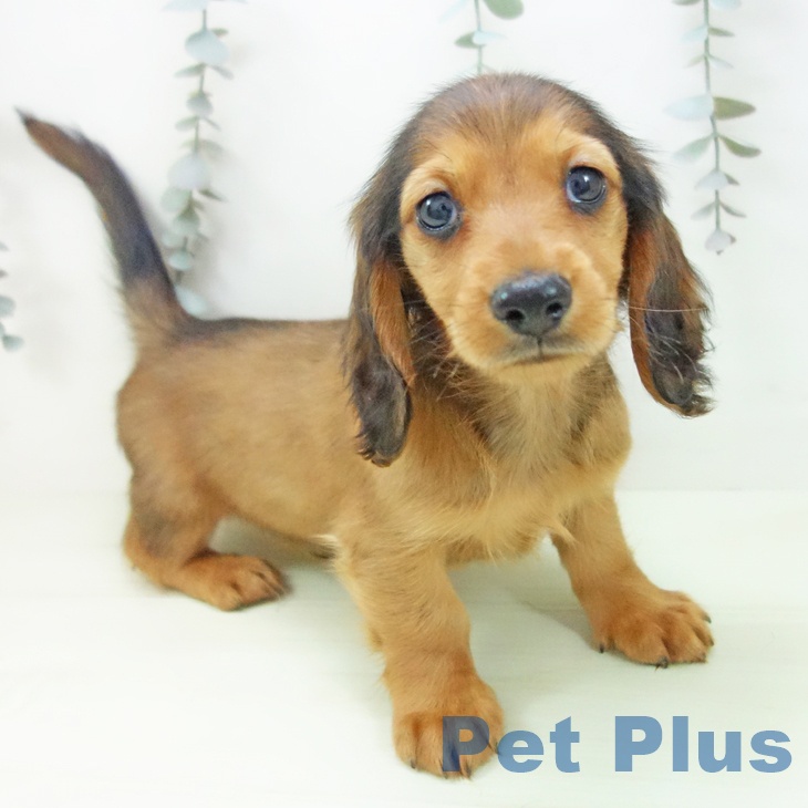 ミニチュア・ダックスフンド